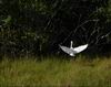 sanibel-wildlife1.jpg