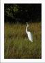 sanibel-wildlife2.jpg