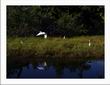 sanibel-wildlife6.jpg