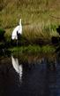 sanibel-wildlife7.jpg
